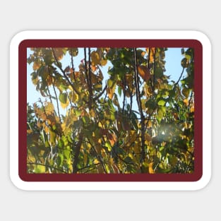 Autumn leaves - 1 Sticker